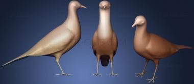 3D model Spotted Dove (STL)